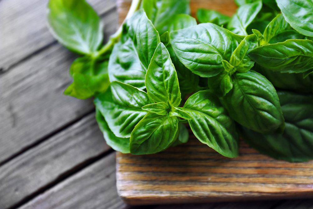 Albahaca Albahaca