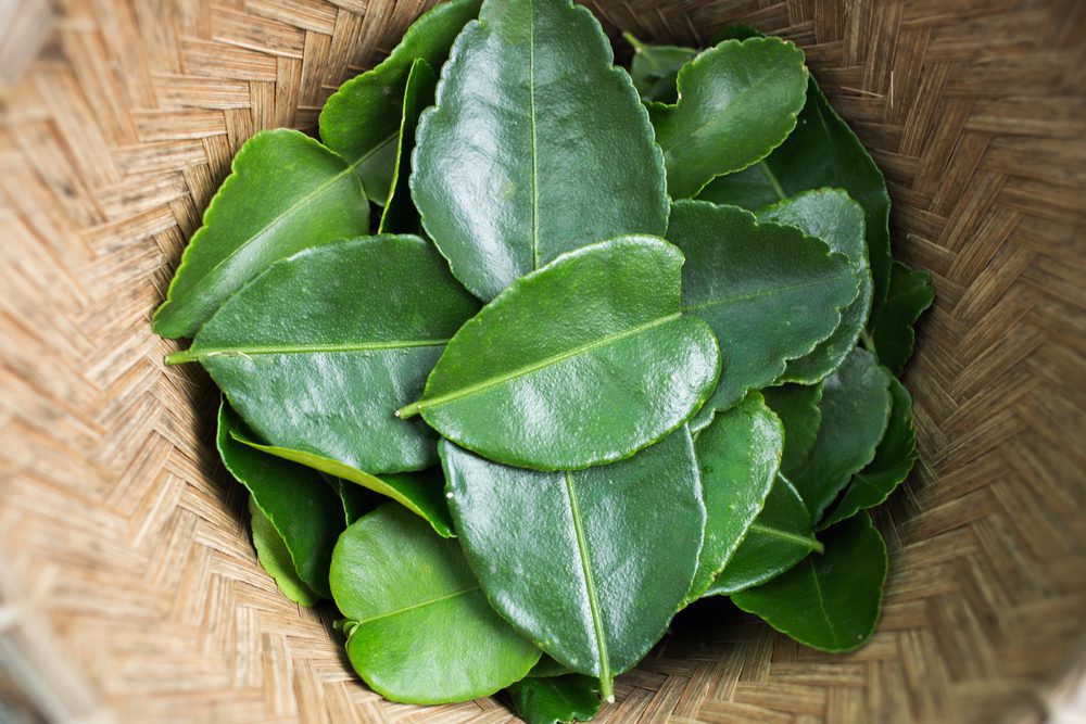 Kaffir Lime se va Kaffir Lime se va