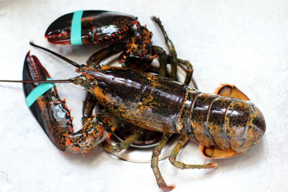 Maine Lobster