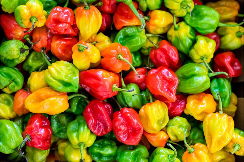 habanero pepper habanero pepper