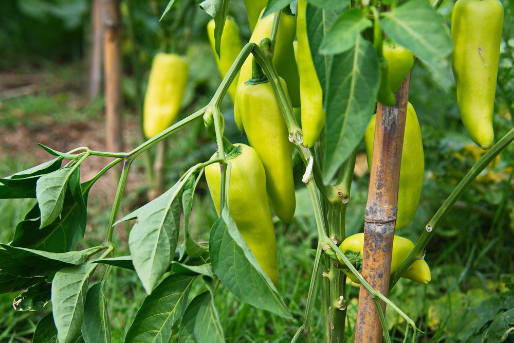 pimienta de plátano pimienta de plátano