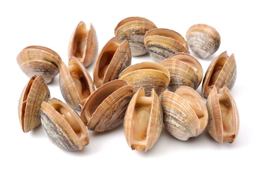 Quahog