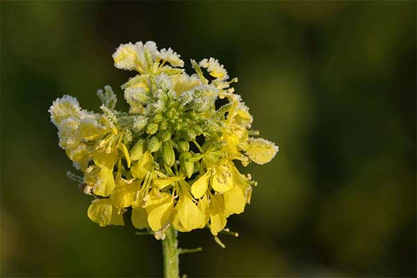 difference-between-yellow-mustard-and-dijon-mustard