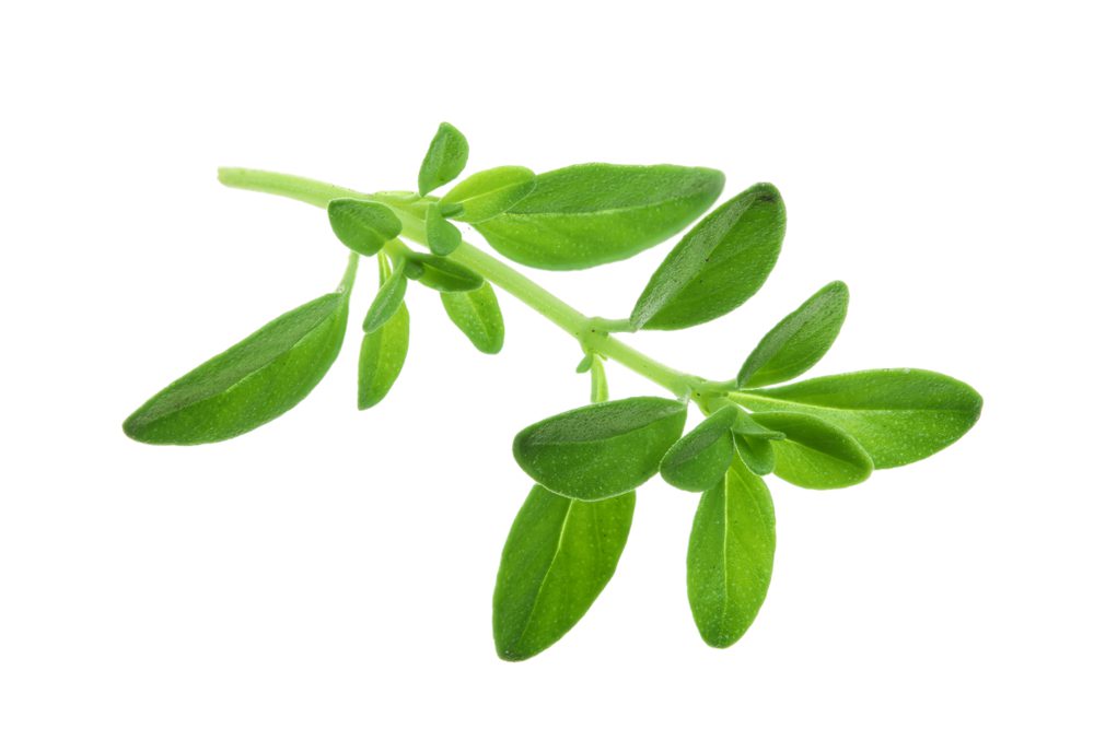 thyme