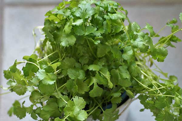 subtitute-for-coriander