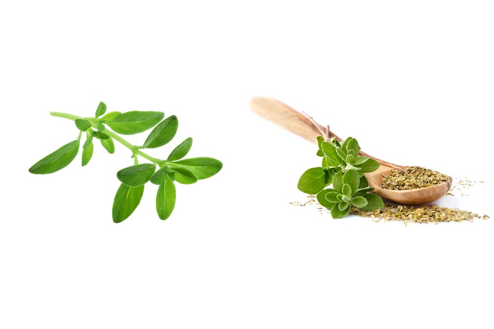 Thyme Vs Oregano – What’s The Difference