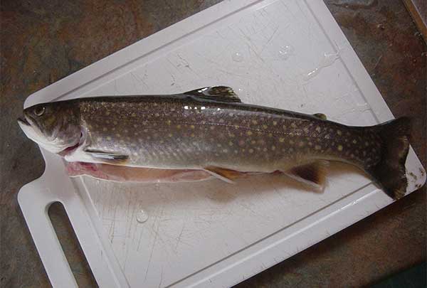 TroutVSSalmon