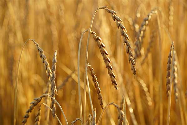 Best-Spelt-Flour-Substitutes